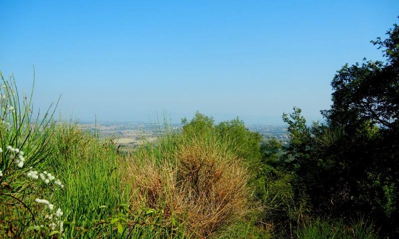 vista